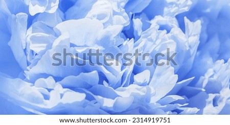 Soft focus wide banner, blurred blue color flower peony petals, close up macro nature background. Beautiful bloom backdrop. Blue white flowers top view, flowery wallpaper, pastel color floral pattern