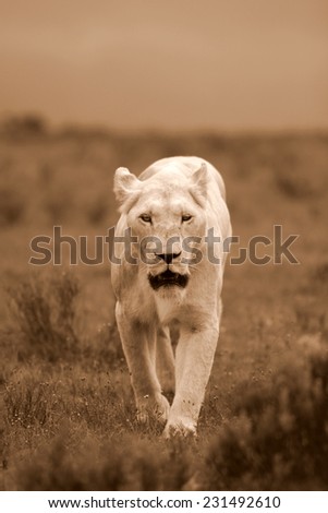 White lioness in sepia tone, on the prowl.