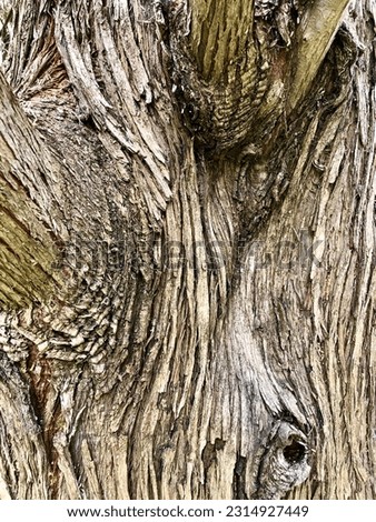 photo of tree bark. texture. photo for wallpaper