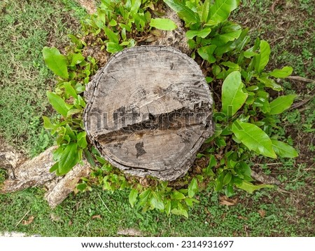 Young branches and leaves grow on the felled ketapang tree trunks