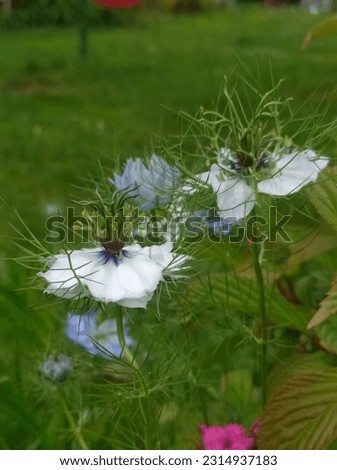 Damask black cumin in the rain, white and blue flowers, garden with herbs and spices.