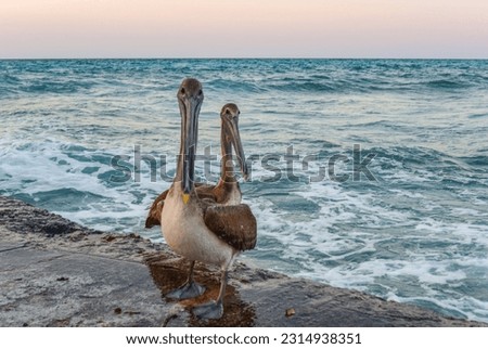 Pelicans, Pelecanus feel great on a tropical beach in Varadero, Cuba 2019