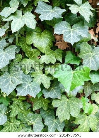 photo of green ivy leaves. beautiful summer nature photo