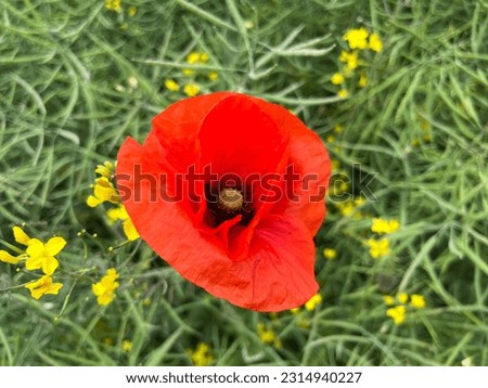 Red poppy in village fields 