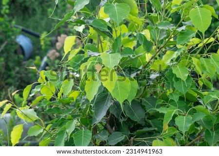 fresh green leaves of sacred fig in forest
