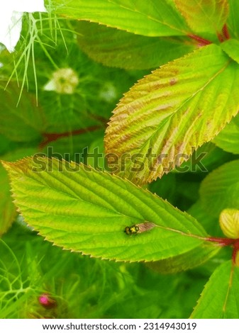 Viburnum, a worm on a viburnum leaf, a green fly