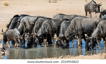 a herd of blue wildebeest drinking water