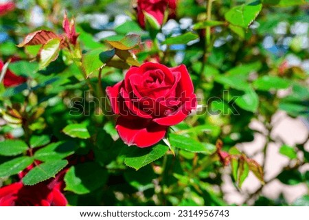 Blossom of red rose flowers growing in castle garden in Provence, France, in sunny day.