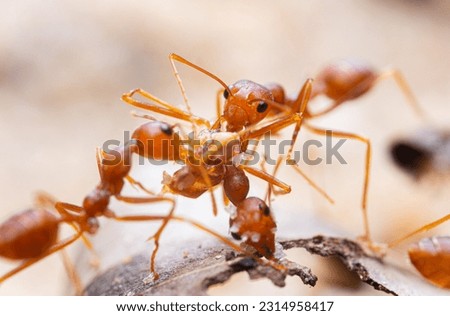 Red ants or Oecophylla smaragdina of the family Formicidae found their nests in nature by wrapping them in leaves. red ant face macro animal or insect life Royalty-Free Stock Photo #2314958417