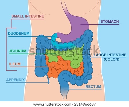 Schematic representation of the digestive system:  large intenstine (colon), stomach, appendix, rectum. And small intestine include the duodenum, jejunum, and ileum.  Vector illustration. Royalty-Free Stock Photo #2314966687