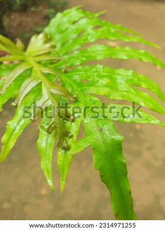 Beautiful leaves of a barakoku plant 