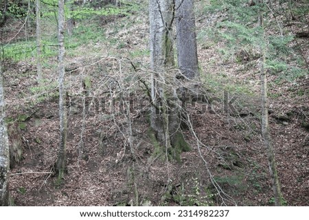 Trees in the forest, area protected by law, eco environment