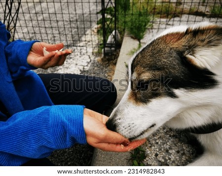 A dog is hand fed with an egg on the street.