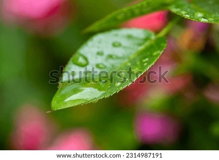 green leaves with raindrops in nature