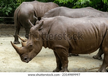 A white rhino, rhinoceros grazing in an open field in South Africa, natural background