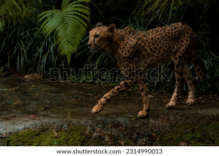 Detail cheetah on black background. Detail cheetah. Feline on the black. Very fast feline. fastest undomestic cat. Rainy day