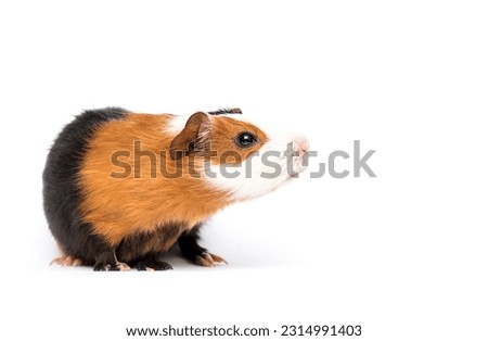 guinea pig sniffing on a white background