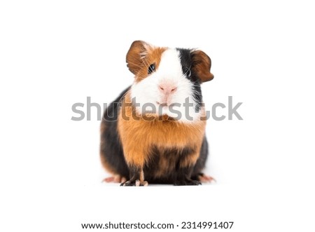 funny guinea pig smiling on white background Royalty-Free Stock Photo #2314991407