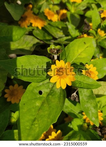 small sunflower, yellow color flower 