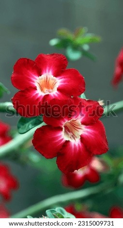 Close up image of blooming red adenium flowers with blurry green background, image for mobile phone screen, display, wallpaper, screensaver, lock screen and home screen or background  