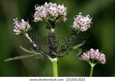 Close-up of the stem and flowers of a valerian plant (Valeriana officinalis) which has many black aphids tended by ants.