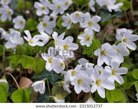 White flower of the species Oxalis acetosella (the wood sorrel or common wood sorrel). Close-up, full frame, selective focus, blurred effect