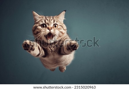 funny cat flying. photo of a playful tabby cat jumping mid-air looking at camera. background with copy space Royalty-Free Stock Photo #2315020963