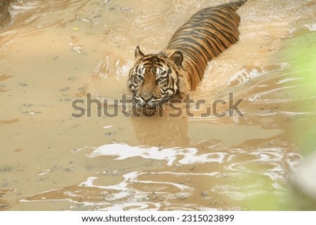 a sumatran tiger swimming in the pond