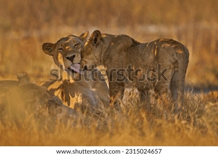 Have a lick. Africa wildlife, Cute lion cub with mother, African danger animal, Panthera leo, Khwai river, Botswana in Africa. Cat babe in nature habitat. Wild lion behavour in the grass habitat.