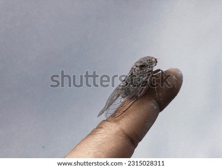 A brown cicadas in finger, close up cicadas picture, a cicadas sitig in human finger, a insects cicadas picture in indoor