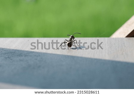 ants are on the table