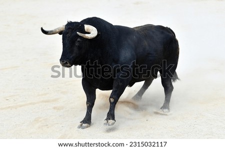 A muscular black bull in the spanish spectacle of bullfight in spain Royalty-Free Stock Photo #2315032117