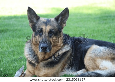  Purebred German Shepherd Laying on grass 
