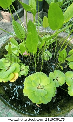 These are two types of aquatic plants that are often used to decorate fish ponds