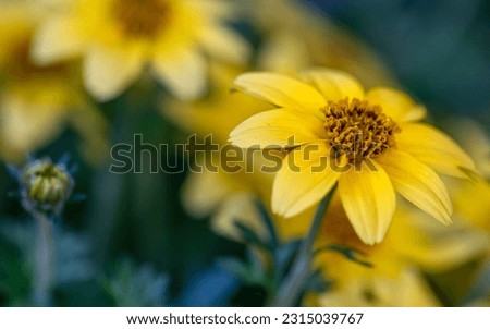Yellow flowers of the Goldmarie flower - Bidens Ferulifolia
