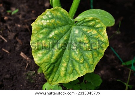 cucumber leaf with yellow spots and green veins. Chlorosis of cucumbers. Lack of trace elements. Diseases of plants. Difficulties of amateur farming. Lack of magnesium for plants Royalty-Free Stock Photo #2315043799