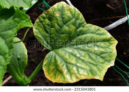 cucumber leaf with yellow spots and green veins. Chlorosis of cucumbers. Lack of trace elements. Diseases of plants. Difficulties of amateur farming. Lack of magnesium for plants Royalty-Free Stock Photo #2315043801