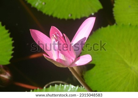 A close up photo of a pink nenuphar