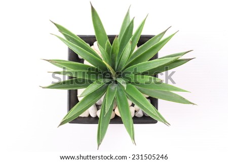 Top View of Agave in Pot isolated on white background Royalty-Free Stock Photo #231505246