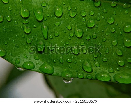 Macro photography of beautiful glossy leaf surface glistening with dew after heavy rain