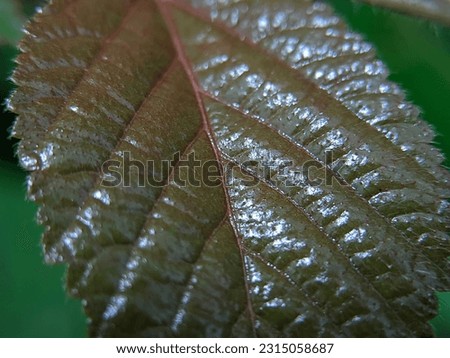 Macro photography of beautiful glossy leaf surface glistening with dew after heavy rain