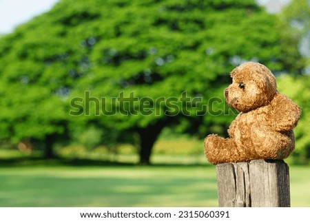 Lonely teddy bear in the park. Teddy Bear toy alone in the garden.