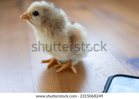 Newborn yellow chick. Cute baby chick little yellow.