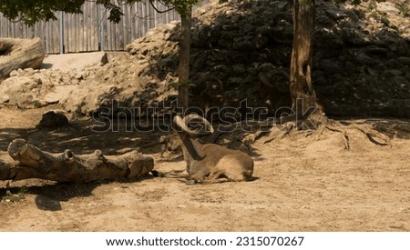 CAPRA-CYLINDRICORNIS Stock Photos and Images - Avopix.com