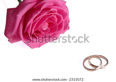 pink rose with rings close up