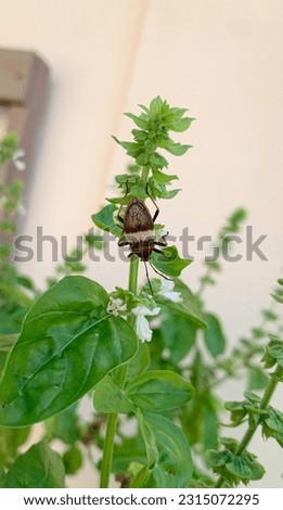 bedbug on a basil leaf