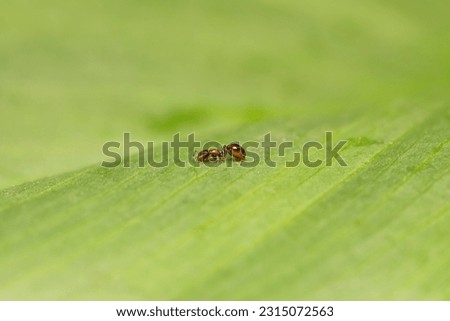 selective focus on a fire ant on a green leaf
