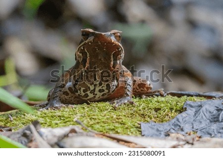 Insane underpart of Xenophrys major Royalty-Free Stock Photo #2315080091