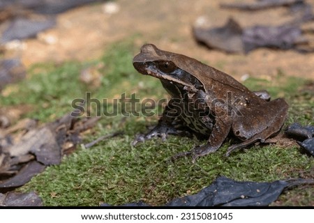 Grandular Horned Toad Xenophrys major Royalty-Free Stock Photo #2315081045