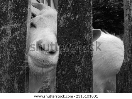 A curious white goat pokes its nose between the rungs of the fence. Black and white picture.